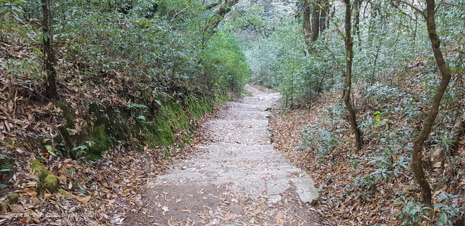  Trees. Shivapuri mountain. Kathmandu. 2019.01.15